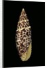Mitra papalis by Anonymous