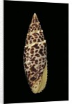Mitra papalis by Anonymous