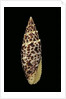 Mitra papalis by Anonymous