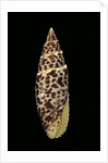 Mitra papalis by Anonymous