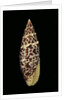 Mitra papalis by Anonymous