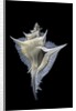 Murex alabaster by Anonymous