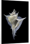 Murex alabaster by Anonymous