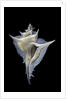 Murex alabaster by Anonymous