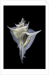 Murex alabaster by Anonymous