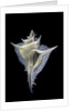 Murex alabaster by Anonymous