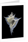 Murex alabaster by Anonymous