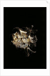 Murex cichoreus by Anonymous