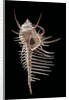 Murex pecten (peigne de Venus) by Anonymous