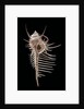 Murex pecten (peigne de Venus) by Anonymous