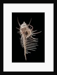 Murex pecten (peigne de Venus) by Anonymous