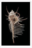 Murex pecten (peigne de Venus) by Anonymous