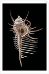 Murex pecten (peigne de Venus) by Anonymous