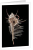 Murex pecten (peigne de Venus) by Anonymous