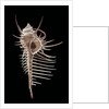 Murex pecten (peigne de Venus) by Anonymous