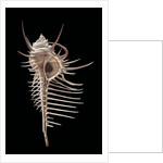 Murex pecten (peigne de Venus) by Anonymous