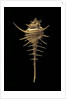 Murex tribulus by Anonymous