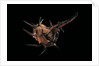 Murex tribulus by Anonymous