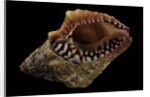 Nassaria fusiformis by Anonymous