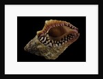 Nassaria fusiformis by Anonymous