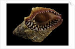 Nassaria fusiformis by Anonymous