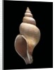 Neptunea contraria by Anonymous