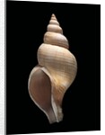 Neptunea contraria by Anonymous