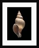 Neptunea contraria by Anonymous