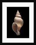 Neptunea contraria by Anonymous