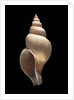 Neptunea contraria by Anonymous