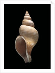 Neptunea contraria by Anonymous