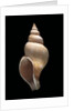 Neptunea contraria by Anonymous