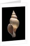 Neptunea contraria by Anonymous