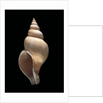 Neptunea contraria by Anonymous