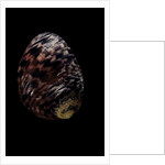 Nerita peleronta by Anonymous