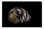 Nerita peleronta by Anonymous