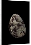 Nerita polita by Anonymous