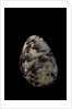 Nerita polita by Anonymous