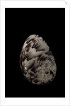 Nerita polita by Anonymous