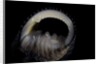 Nerita scabricostata by Anonymous