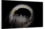 Nerita scabricostata by Anonymous