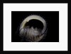 Nerita scabricostata by Anonymous