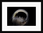 Nerita scabricostata by Anonymous