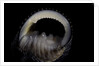Nerita scabricostata by Anonymous