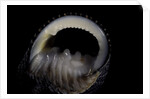 Nerita scabricostata by Anonymous