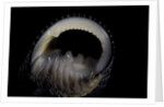 Nerita scabricostata by Anonymous
