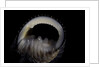 Nerita scabricostata by Anonymous