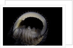 Nerita scabricostata by Anonymous