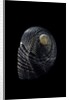 Nerita scabricostata by Anonymous