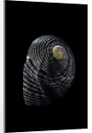 Nerita scabricostata by Anonymous